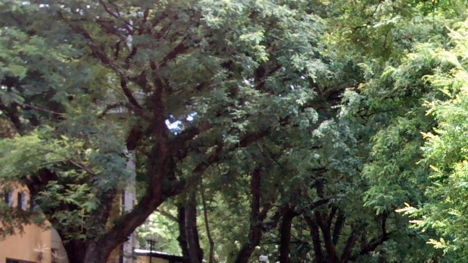 Detalhes se perdem com o Moto G em foto da copa de uma árvore.