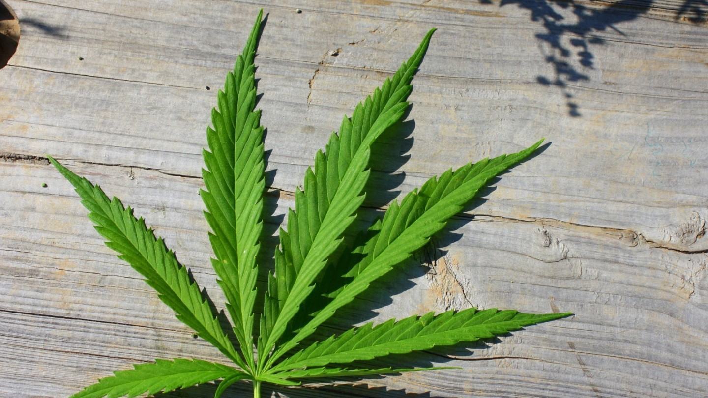 Folha da cannabis em um banco de madeira.