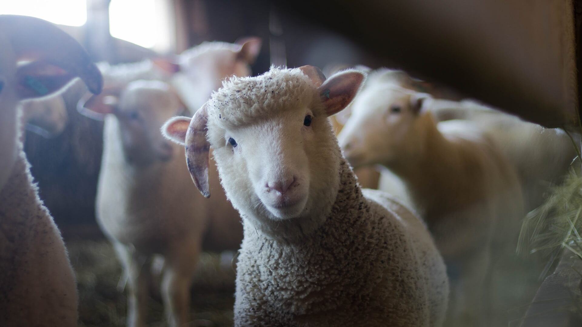Filhote de ovelha encarando a câmera