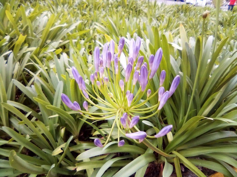 Close de uma flor ao ar livre em dia de Sol.