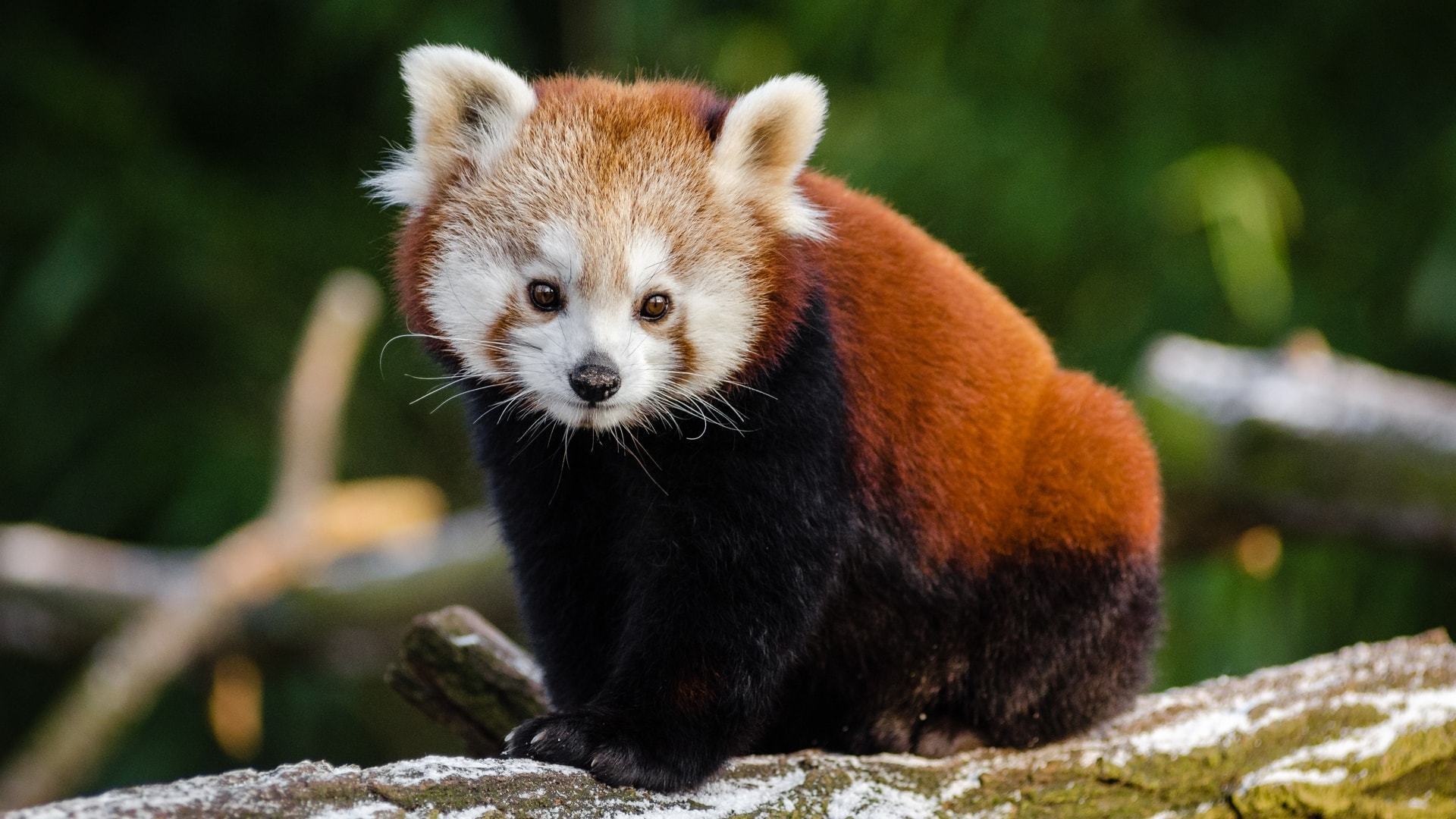 Foto de um panda vermelho na natureza.