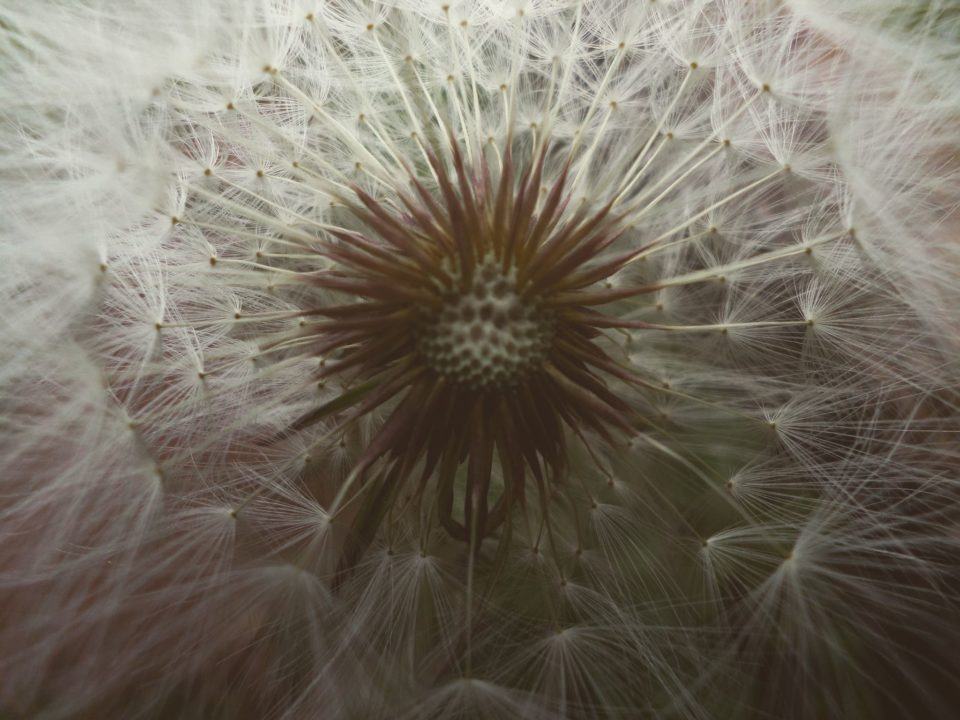 Visão interna, e bem próxima (macro), de um dente de leão.