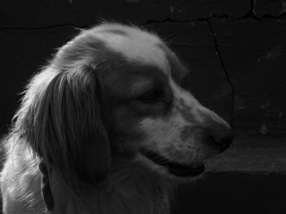 Foto em close, preto e branco, da cara de um cachorro.