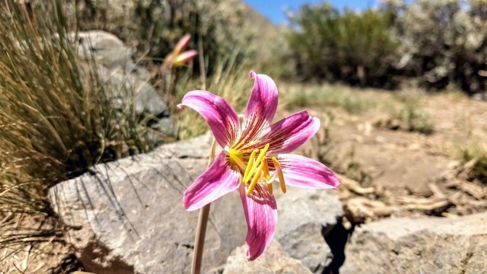 Flor com pétalas separadas, rosas, e centro amarelo, com pedras e arbustos ao fundo, desfocados, em um dia bem ensolarado.