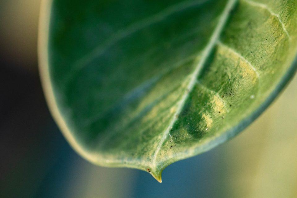 Foto em macro de uma folha verde, com a ponta em foco.