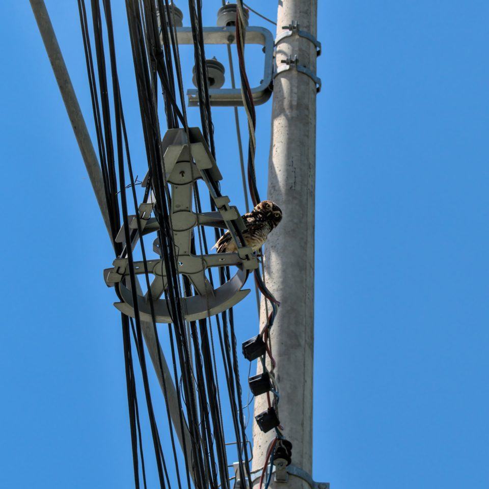Foto de cabos entre postes, com uma coruja empoleirada olhando para a câmera. Céu azul, sem nuvens.