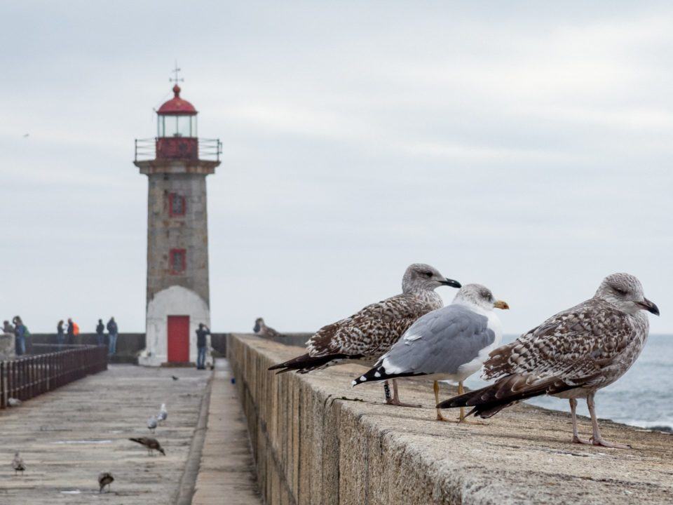 Três pássaros em um beiral, num píer, com um farol ao fundo em um dia nublado.