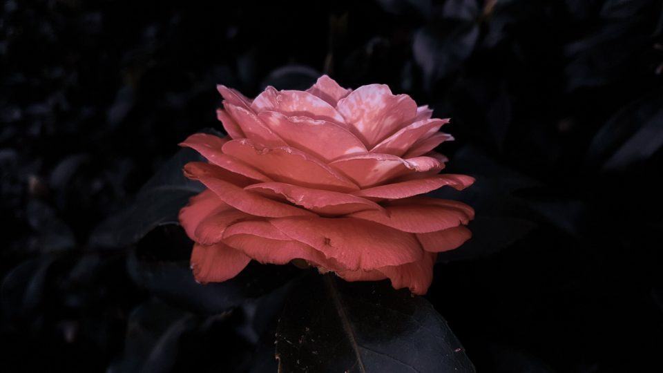 Foto em close, lateral, de uma flor rosa desabrochada contra fundo escuro.