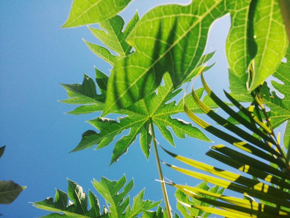 Foto de baixo para cima, com folhas verdes de vários formatos iluminadas pelo sol, contra um céu azul claro.