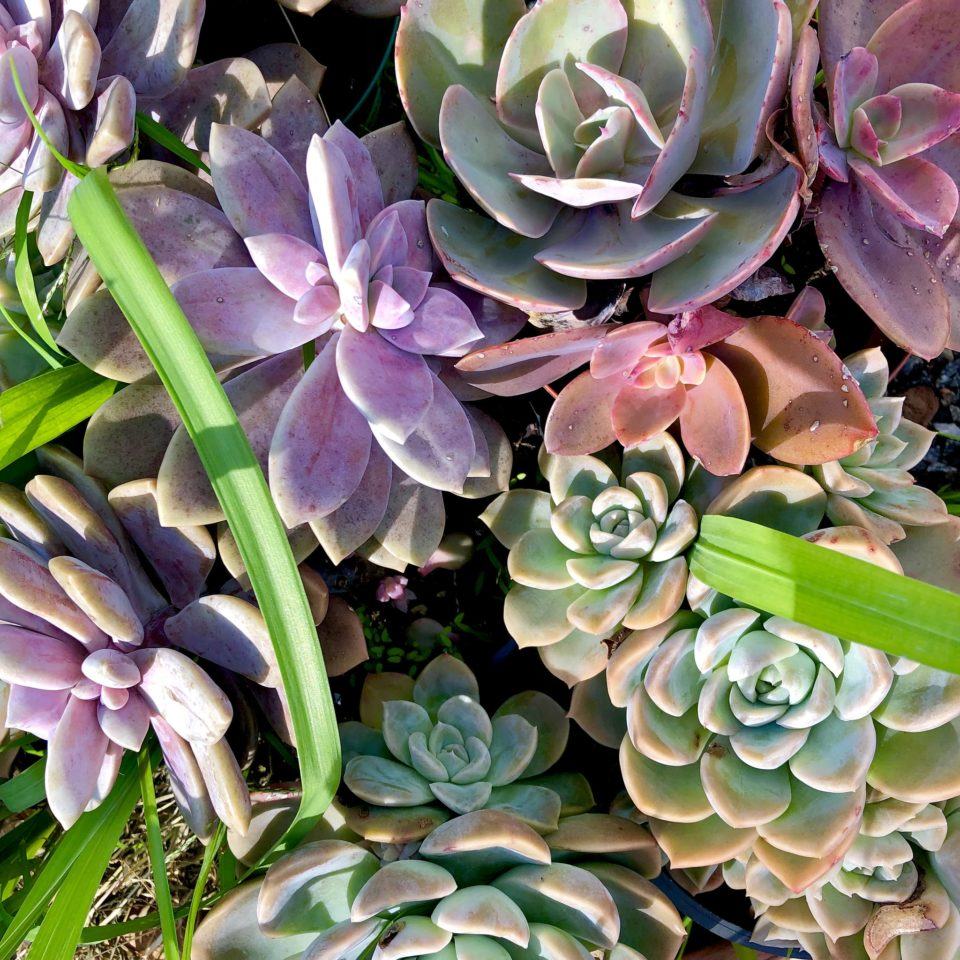 Suculentas de cores e tamanhos variados vistas de cima.