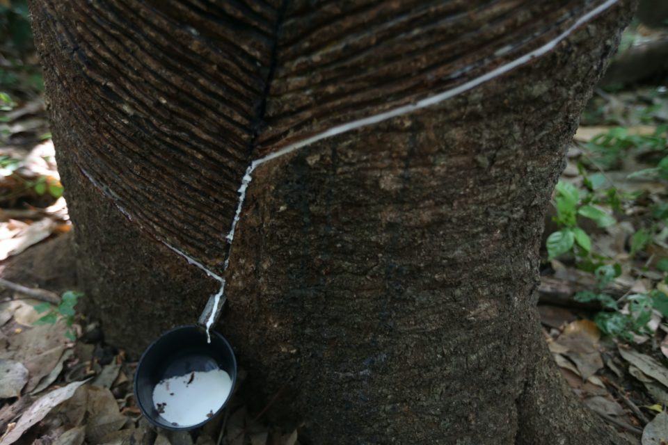 Foto em close de uma seringueira cheia de cortes jorrando látex em uma cumbuca.